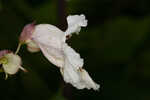 Southern catalpa